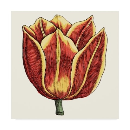 Vision Studio 'Tulip Garden Iv' Canvas Art,35x35